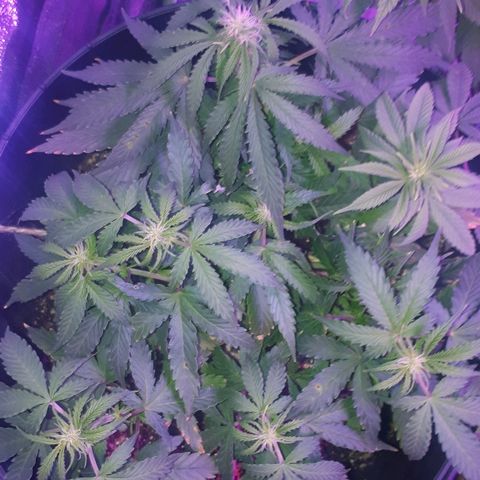Super Critical Automatic growlog timeline photo