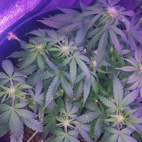 Super Critical Automatic growlog timeline photo