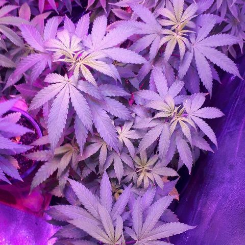 Glue Gelato Auto growlog timeline photo