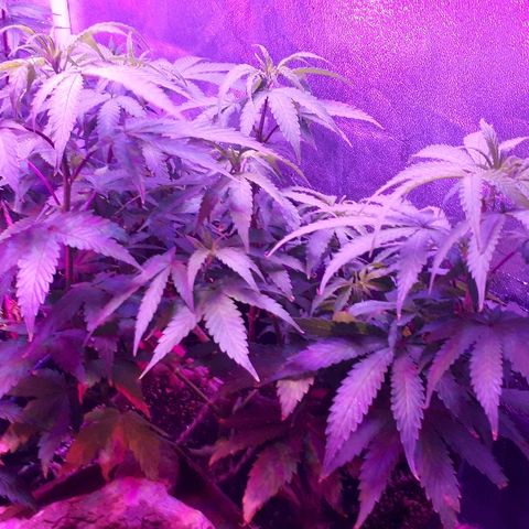 Glue Gelato Auto growlog timeline photo