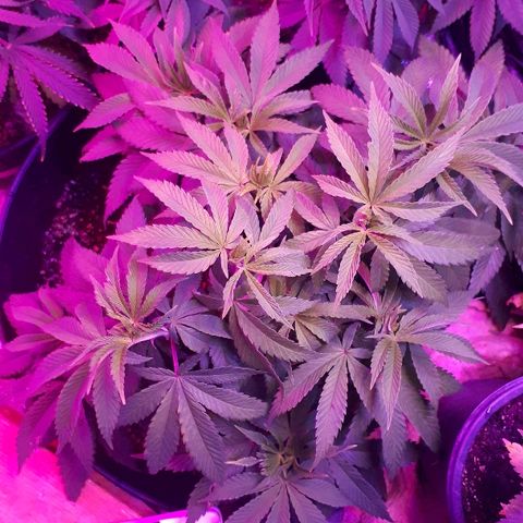 Gorilla Zkittlez growlog timeline photo