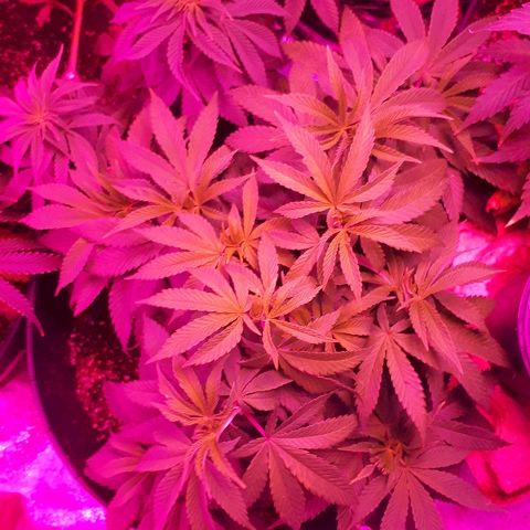 Gorilla Zkittlez growlog timeline photo