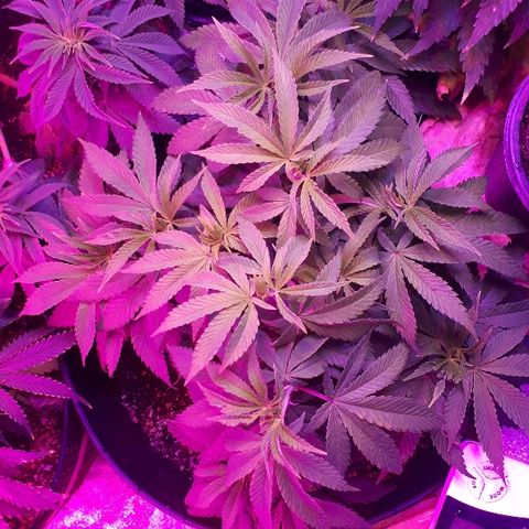 Gorilla Zkittlez growlog timeline photo