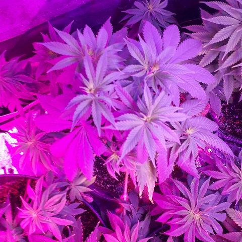 OG Kush #1 growlog timeline photo