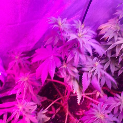 OG Kush #1 growlog timeline photo