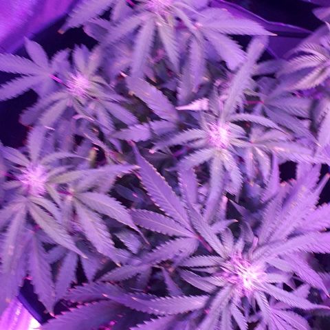 Super Critical Automatic growlog timeline photo