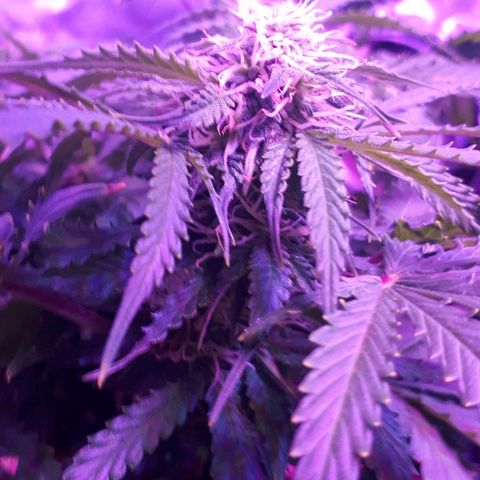 Super Critical Automatic growlog timeline photo