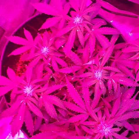 Super Critical Automatic growlog timeline photo