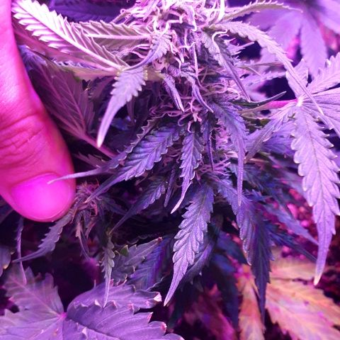 Super Critical Automatic growlog timeline photo