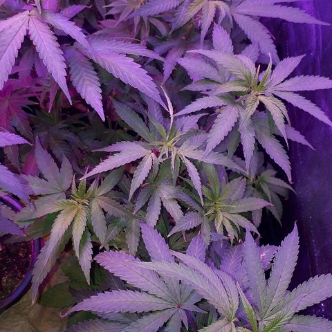 Glue Gelato Auto growlog timeline photo
