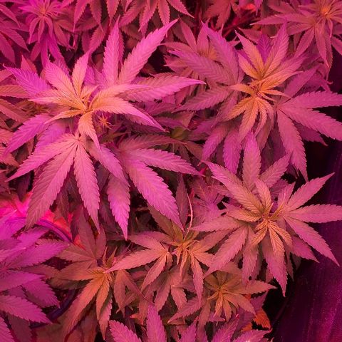 Glue Gelato Auto growlog timeline photo