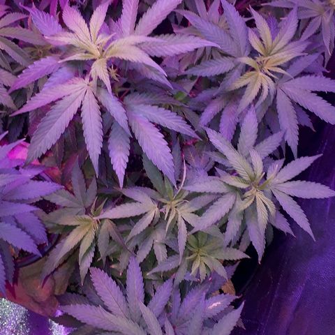 Glue Gelato Auto growlog timeline photo