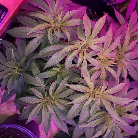 Gorilla Zkittlez growlog timeline photo
