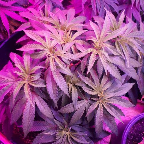 Gorilla Zkittlez growlog timeline photo