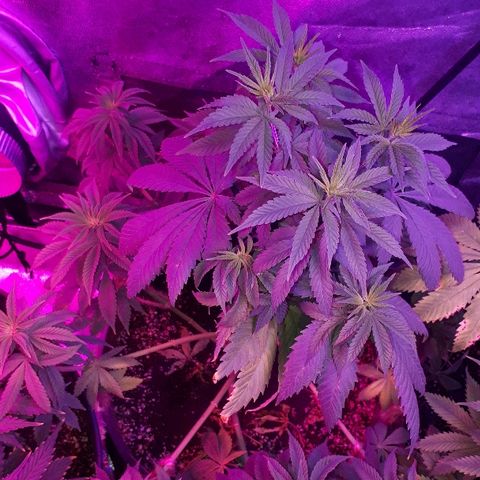 OG Kush #1 growlog timeline photo
