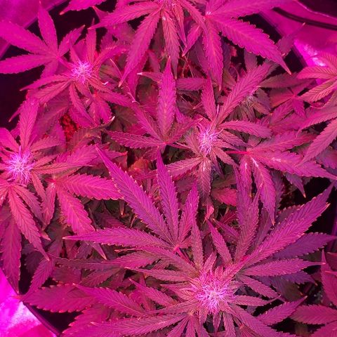 Super Critical Automatic growlog timeline photo