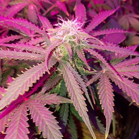 Super Critical Automatic growlog timeline photo