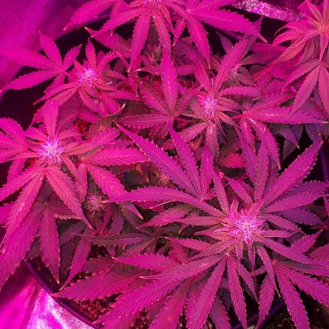 Super Critical Automatic growlog timeline photo