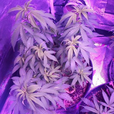 Glue Gelato Auto growlog timeline photo