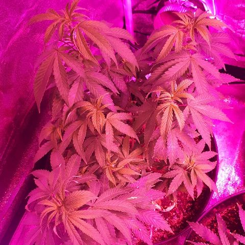 Glue Gelato Auto growlog timeline photo