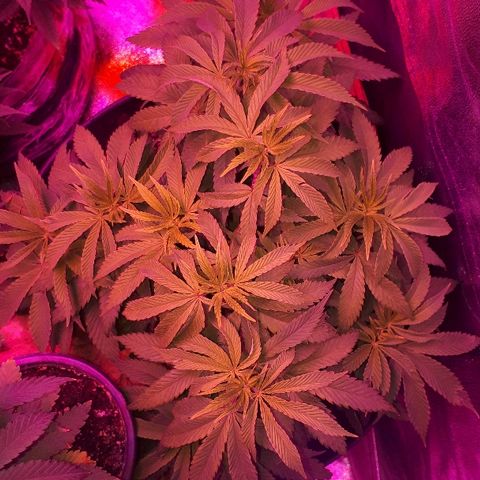Gorilla Zkittlez growlog timeline photo
