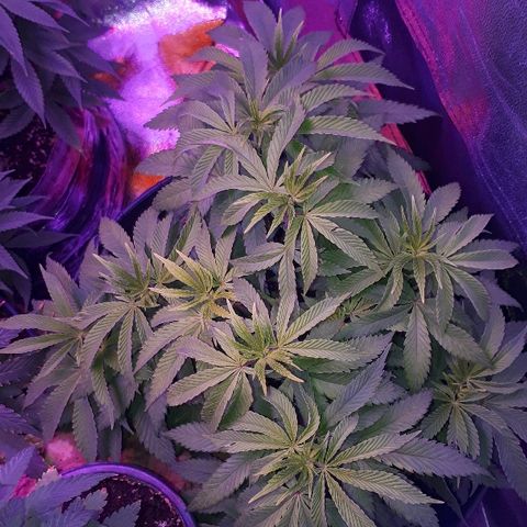 Gorilla Zkittlez growlog timeline photo