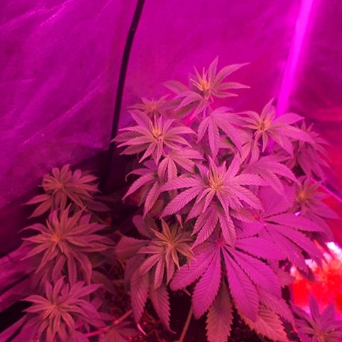OG Kush #1 growlog timeline photo