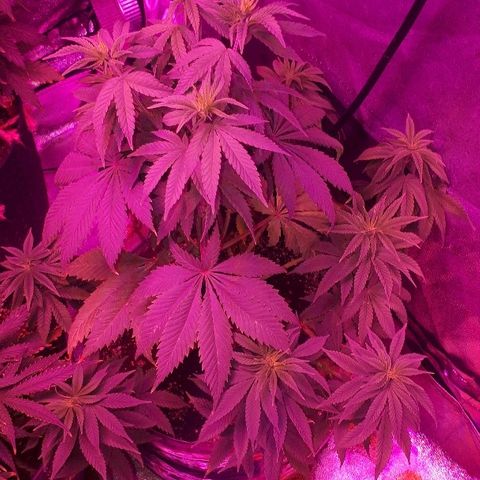 OG Kush #1 growlog timeline photo