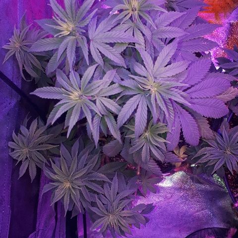 OG Kush #1 growlog timeline photo