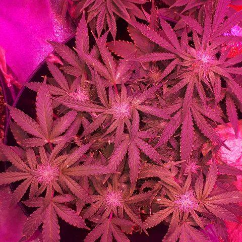 Super Critical Automatic growlog timeline photo