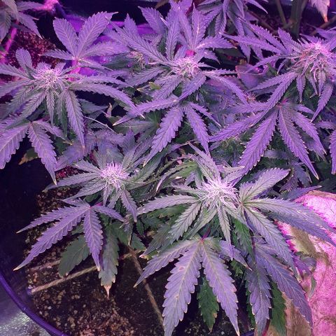 Super Critical Automatic growlog timeline photo