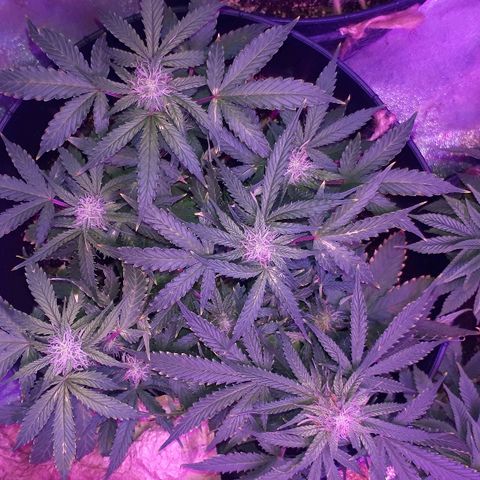 Super Critical Automatic growlog timeline photo