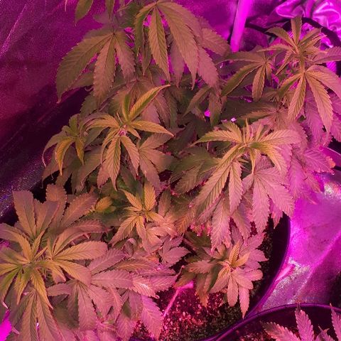Glue Gelato Auto growlog timeline photo