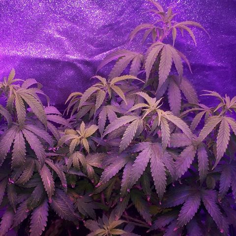 Glue Gelato Auto growlog timeline photo