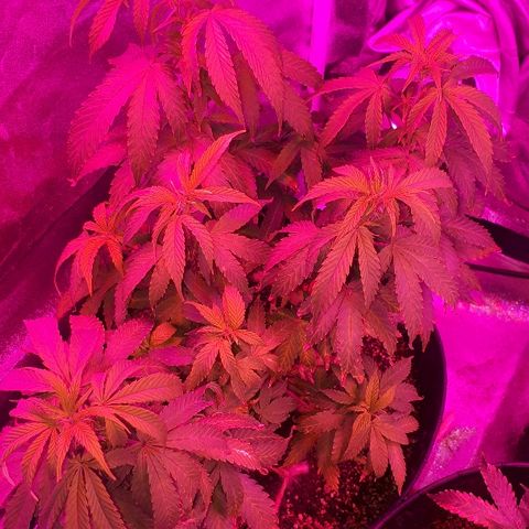 Glue Gelato Auto growlog timeline photo