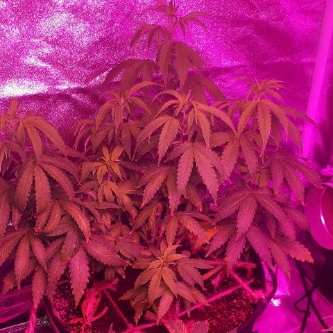 Glue Gelato Auto growlog timeline photo