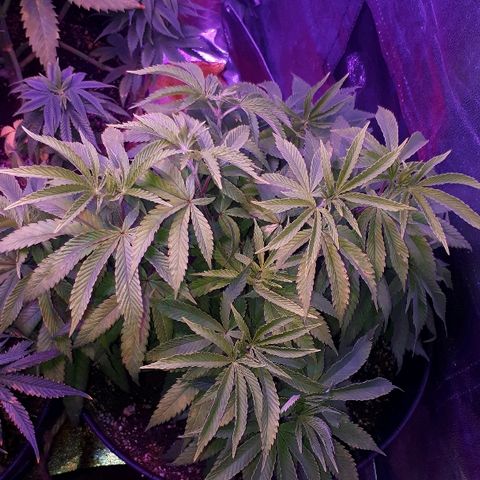 Gorilla Zkittlez growlog timeline photo