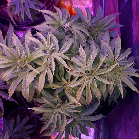 Gorilla Zkittlez growlog timeline photo