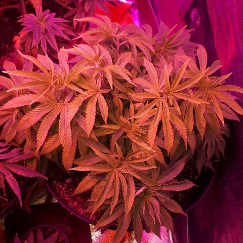 Gorilla Zkittlez growlog timeline photo