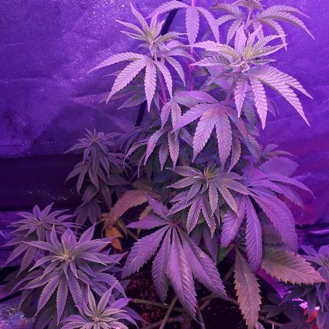 OG Kush #1 growlog timeline photo