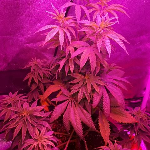 OG Kush #1 growlog timeline photo