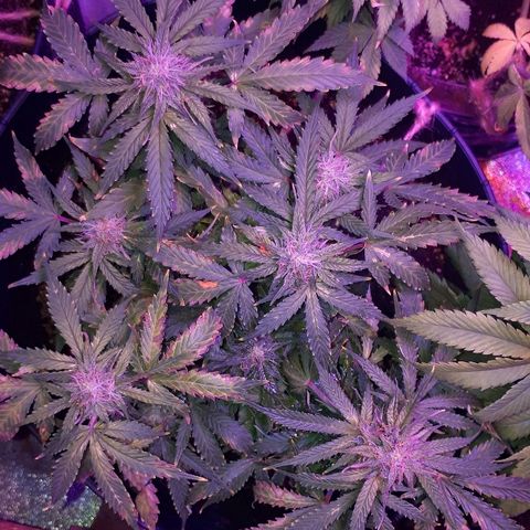Super Critical Automatic growlog timeline photo