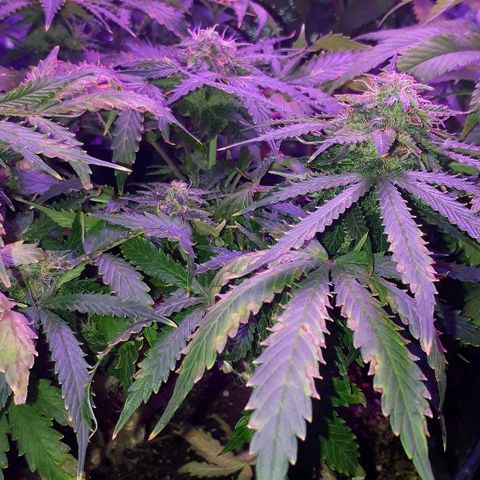 Super Critical Automatic growlog timeline photo
