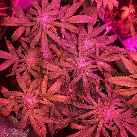 Super Critical Automatic growlog timeline photo