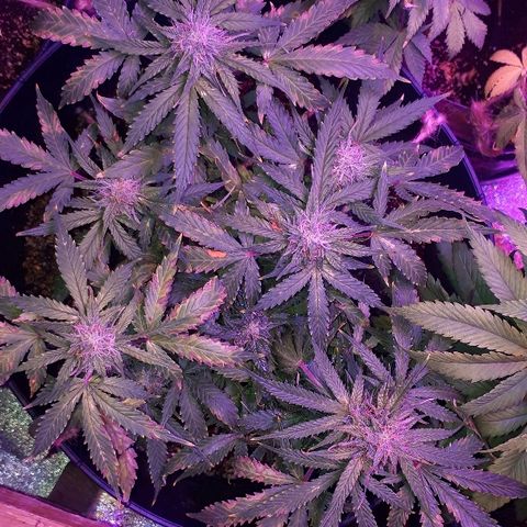 Super Critical Automatic growlog timeline photo