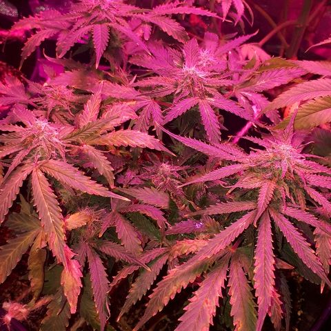 Super Critical Automatic growlog timeline photo