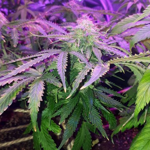 Super Critical Automatic growlog timeline photo