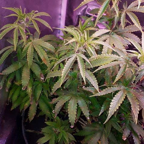 Glue Gelato Auto growlog timeline photo