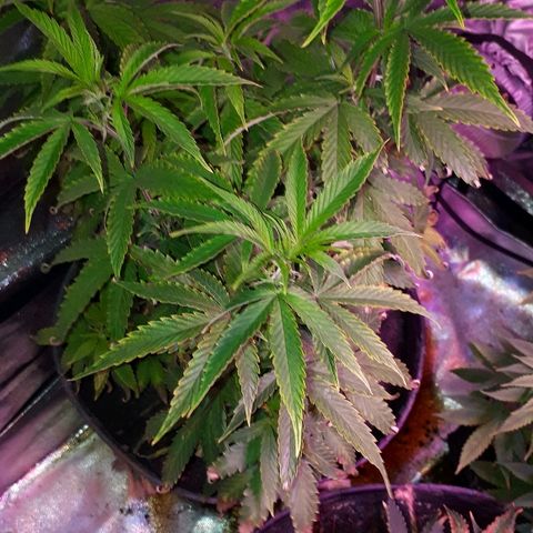 Glue Gelato Auto growlog timeline photo