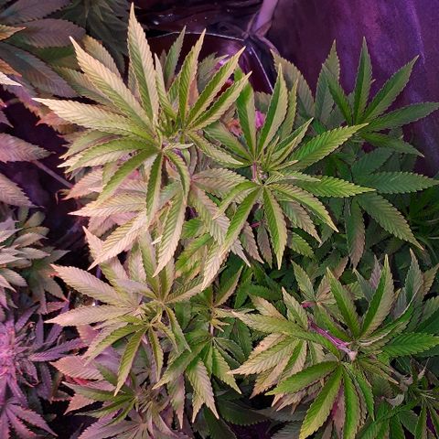 Gorilla Zkittlez growlog timeline photo